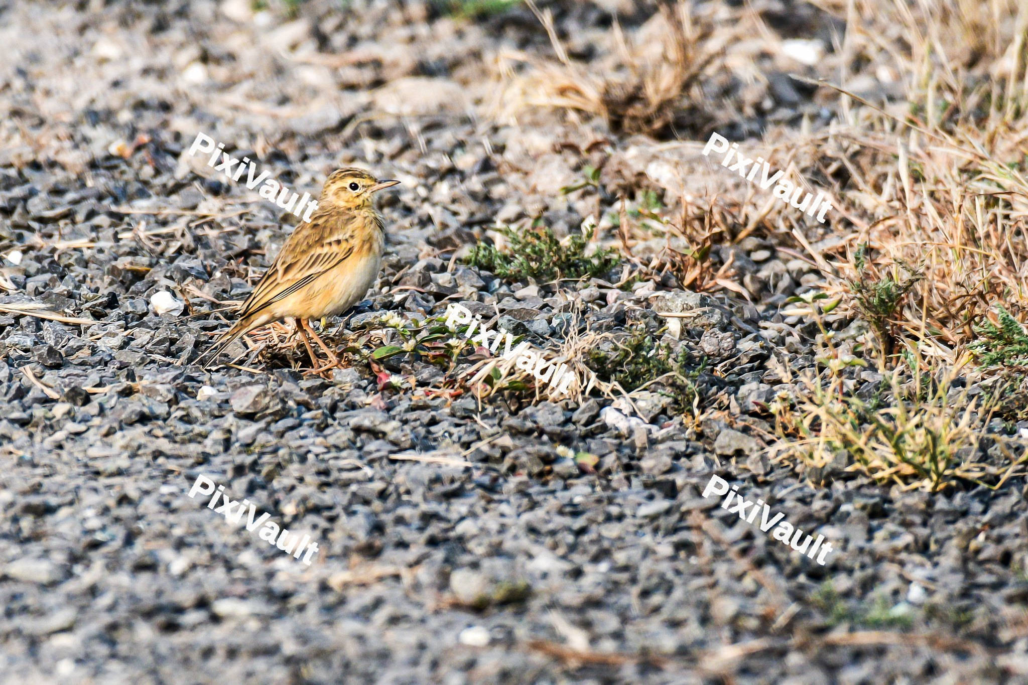 African pipit bird